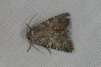 Hadena luteocincta