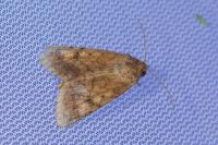 Helicoverpa armigera