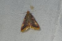 Hypsopygia costalis
