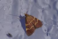 Hypsopygia rubidalis
