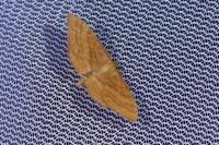 Idaea ochrata