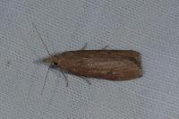 Lamoria anella