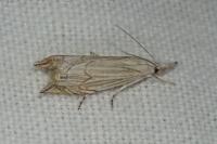Metacrambus carectellus