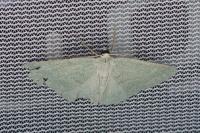 Pseudoterpna pruinata