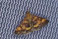 Pyrausta aurata
