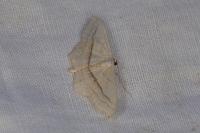 Scopula imitaria