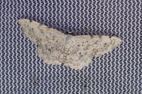 Scopula submutata roseonitens
