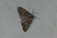 Tephronia sepiaria