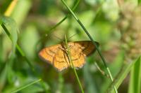 Idaea flaveolaria