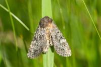 Xestia speciosa modesta