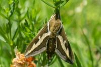 Hyles gallii