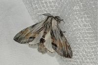 Harpyia milhauseri