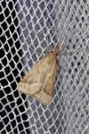 Synaphe punctalis
