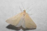 Rhodometra sacraria
