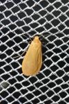 Wittia sororcula