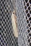 Calamotropha paludella