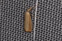 Agriphila straminella
