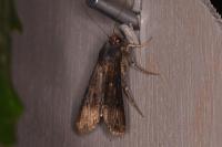 Agrotis ipsilon