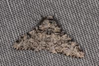 Biston betularia