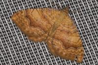 Camptogramma bilineata
