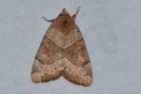 Cosmia trapezina