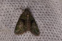 Cryphia algae