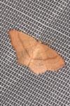 Cyclophora linearia