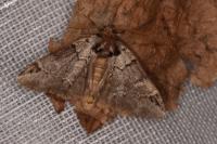 Drymonia obliterata