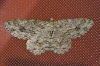 Ectropis crepuscularia