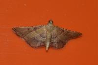 Endotricha flammealis