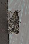 Eudonia mercurella
