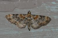 Eupithecia linariata/pulchellata/pyreneata
