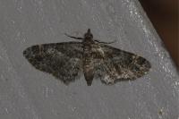 Gymnoscelis rufifasciata