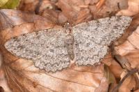 Hypomecis punctinalis