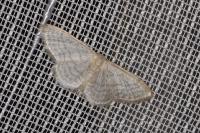 Idaea subsericeata
