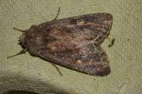 Lacanobia oleracea
