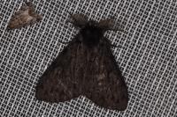 Lymantria monacha