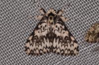 Lymantria monacha