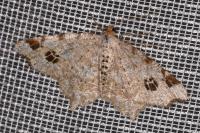 Macaria notata