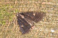 Mesapamea secalella/secalis