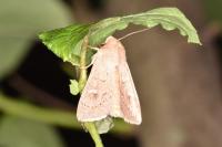 Mythimna ferrago