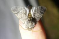 Thaumetopoea pityocampa