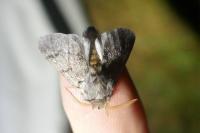Thaumetopoea pityocampa