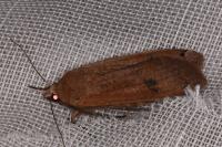 Noctua pronuba