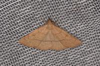 Paracolax tristalis