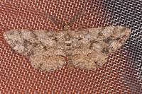 Peribatodes secundaria secundaria