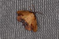 Plagodis dolabraria
