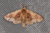 Ptilodon cucullina
