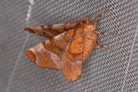 Selenia lunularia