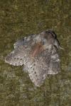 Stauropus fagi